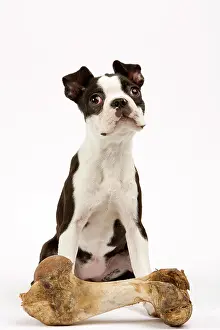 Treat: DOG - Boston Terrier with large bone