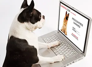 Laptop: Dog - Boston Terrier looking at laptop