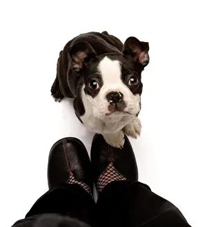 Obedience: Dog - Boston Terrier looking up at owner