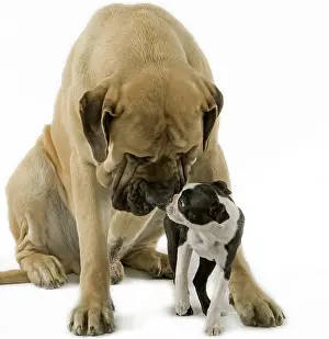 Mastiffs: Dog - Boston Terrier - with Mastiff Dog