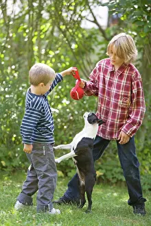 Teasing: Dog - Boston Terrier playing in garden with young boys