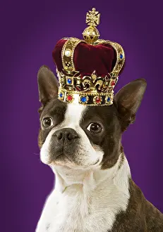 161018: Dog - Boston Terrier portrait, wearing a crown