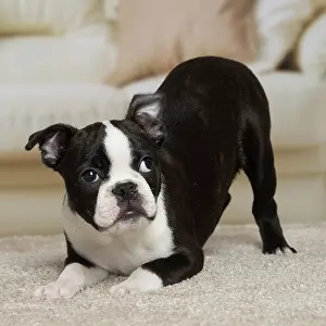 Boston: Dog - Boston Terrier puppy