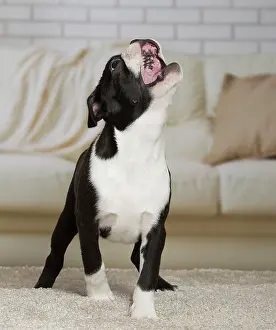 Boston: Dog - Boston Terrier puppy