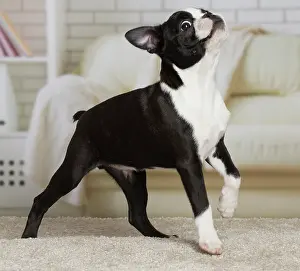 Boston: Dog - Boston Terrier puppy