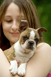 Owner: Dog - Boston Terrier puppy held by girl