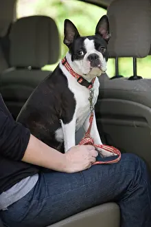 Owners: Dog - Boston Terrier sitting on ownerIs lap in back of car