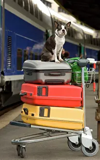 Suitcases: Dog - Boston Terrier sitting on top of suitcases
