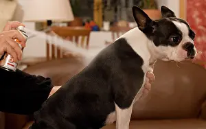 Flea: Dog - Boston Terrier being sprayed with flea spray