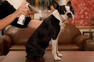 Flea: Dog - Boston Terrier being sprayed with flea spray