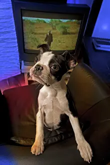 Television: Dog - Boston Terrier standing on chair with television