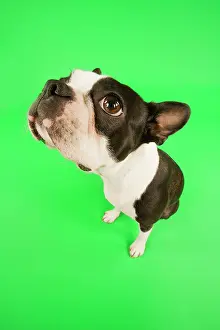 Lense: Dog - Boston Terrier in studio with green background