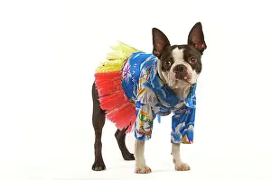 Skirt: Dog - Boston Terrier in studio wearing Hawaii shirt