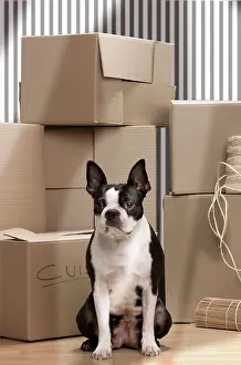 Packing: Dog - Boston Terrier surrounded by packing boxes