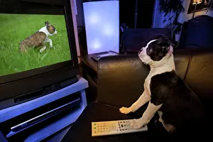 Anthropomorphic: Dog - Boston Terrier watching dogs on television