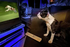Anthropomorphic: Dog - Boston Terrier watching dogs on television