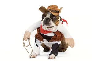 Outfit: Dog - Boston Terrier wearing cowboy outfit