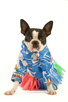 Skirt: Dog - Boston Terrier wearing Hawaii shirt and skirt