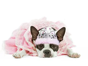 Tiara: Dog - Boston Terrier wearing pink dress and tiara