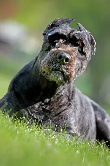 Bouvier: Dog - Bouvier des Flandres / Flanders Cattle Dog