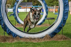 Tyre: Dog - Boxer