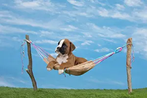 Hammock: Dog Boxer 8 week old puppy