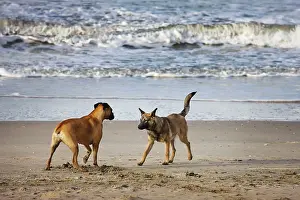Word: Dog - Boxer and Alsatian - greeting one another on beach