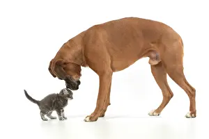 040420: DOG. Boxer dog with 7 week old kitten, studio