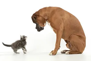 040420: DOG. Boxer dog with 7 week old kitten, studio
