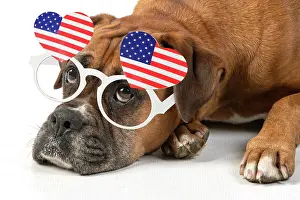 Flags: DOG. Boxer dog, laying down, face expressions, sad eyes, wea