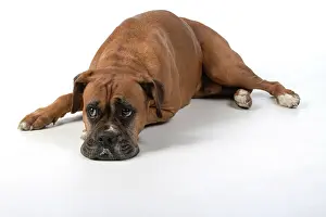 040420: DOG. Boxer dog, laying down, face expressions