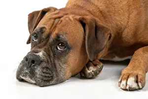 040420: DOG. Boxer dog, laying down, face expressions