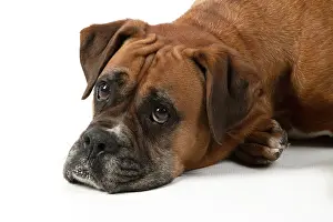 040420: DOG. Boxer dog, laying down, face expressions