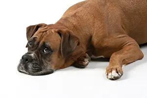 Miserable: DOG. Boxer dog, laying down, face expressions
