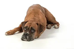 Miserable: DOG. Boxer dog, laying down, face expressions