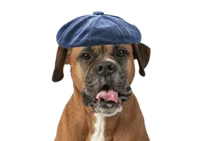 Floppy: DOG. Boxer dog, sitting face expressions, studio