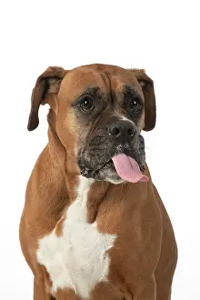 Rude: DOG. Boxer dog, sitting face expressions, studio