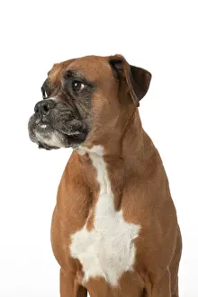 040420: DOG. Boxer dog, sitting face expressions, studio