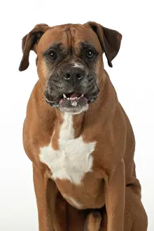040420: DOG. Boxer dog, sitting face expressions, studio