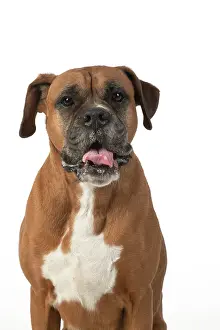Boxer: DOG. Boxer dog, sitting face expressions, studio