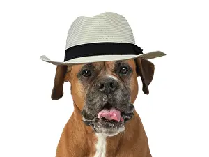Boxer: DOG. Boxer dog, sitting face expressions, studio