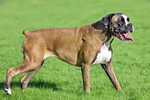Docked: Dog - Boxer in garden