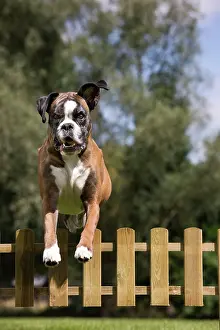 Picket: Dog - Boxer - jumping over fence in garden