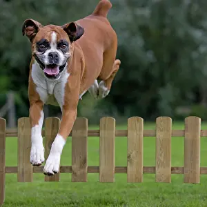 Picket: Dog - Boxer - jumping over fence in garden