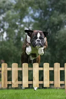 Picket: Dog - Boxer - jumping over fence in garden