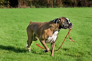 Docked: Dog - Boxer playing with leash