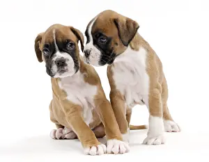 Firendship: Dog Boxer puppies