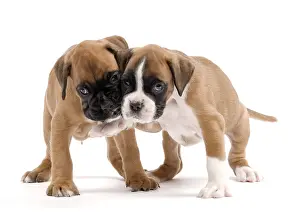 Firendship: Dog Boxer puppies