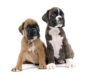 Firendship: Dog Boxer puppies