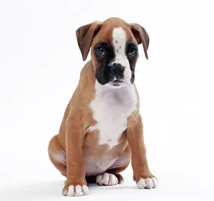 Guilty: Dog Boxer puppy